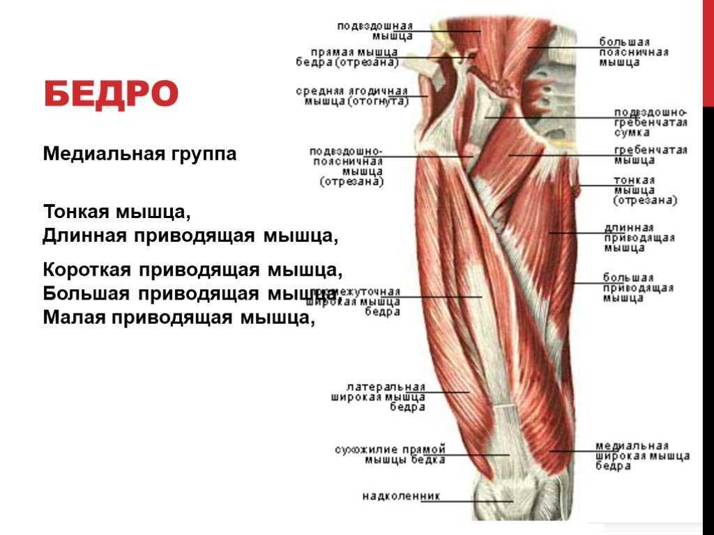 Как накачать задние мышцы бедра