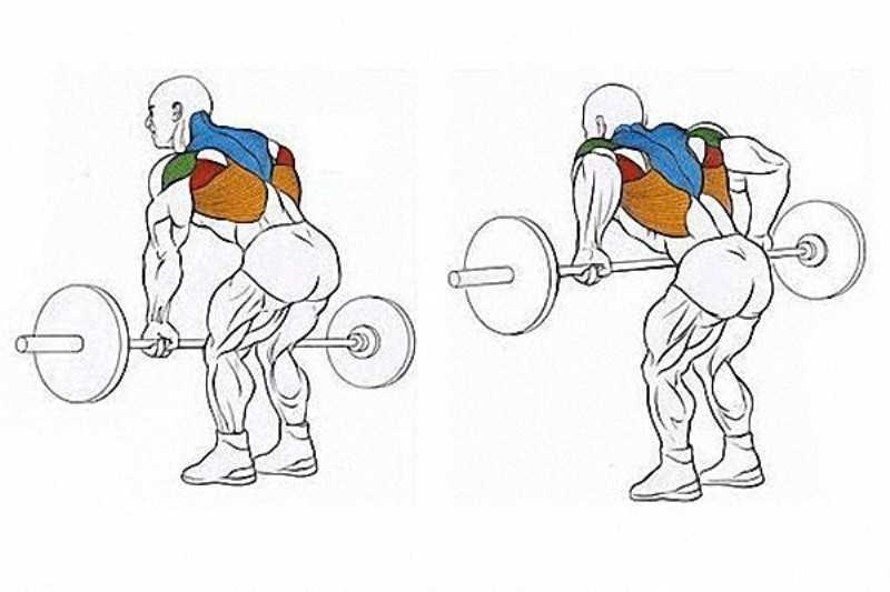 Тяга штанги в наклоне: какие мышцы работают и техника выполнения — fit4gym - бодибилдинг и фитнес для начинающих