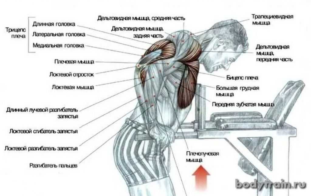 Отжимания на брусьях: какие мышцы работают, виды и техника выполнения, схема и программа тренировок