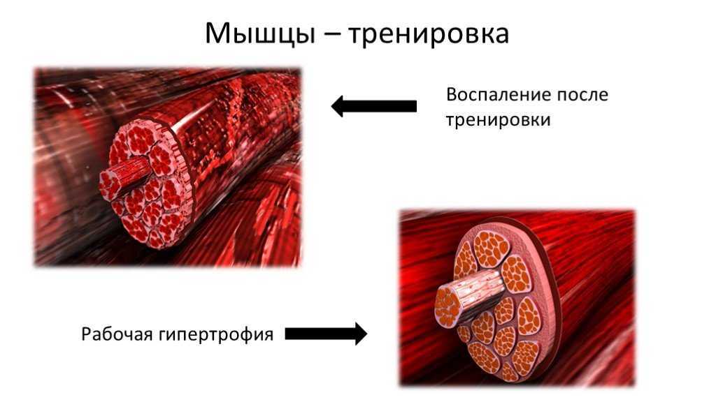 Гипертрофия мышц, какая она бывает и как нарастить мышечную массу
