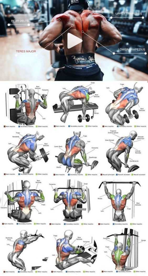 Тренажеры для спины — как укрепить и накачать мышцы спины в тренажерах