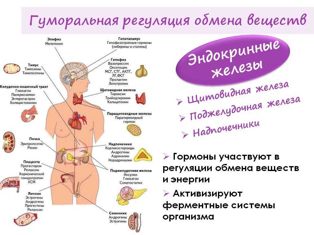 Влияние эстрадиола на организм: основные функции полового гормона