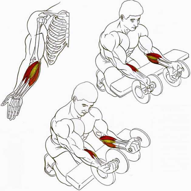 Сгибание кистей со штангой, а также их разгибание выполняются для развития мышц предплечий и тренировки силы хвата Вариации упражнений, правильная техника
