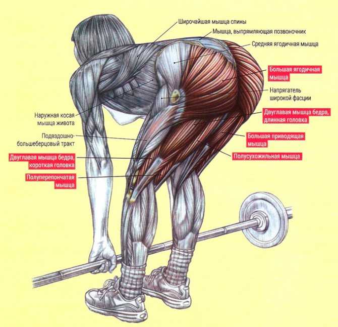 Как накачать косые мышцы живота дома и в тренажерном зале, описание упражнений | muscleprofit