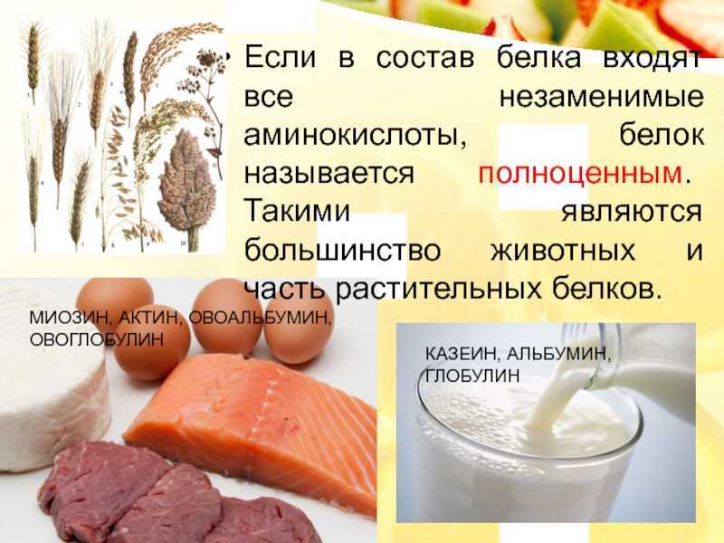 Белковые продукты — список еды с высоким содержанием животных и растительных протеинов