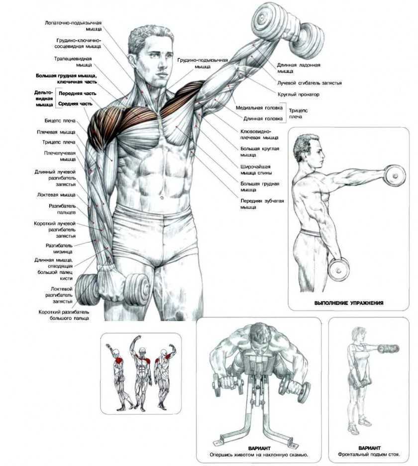 Подтягивания параллельным хватом: какие мышцы работают, правильная техника и примеры тренировок