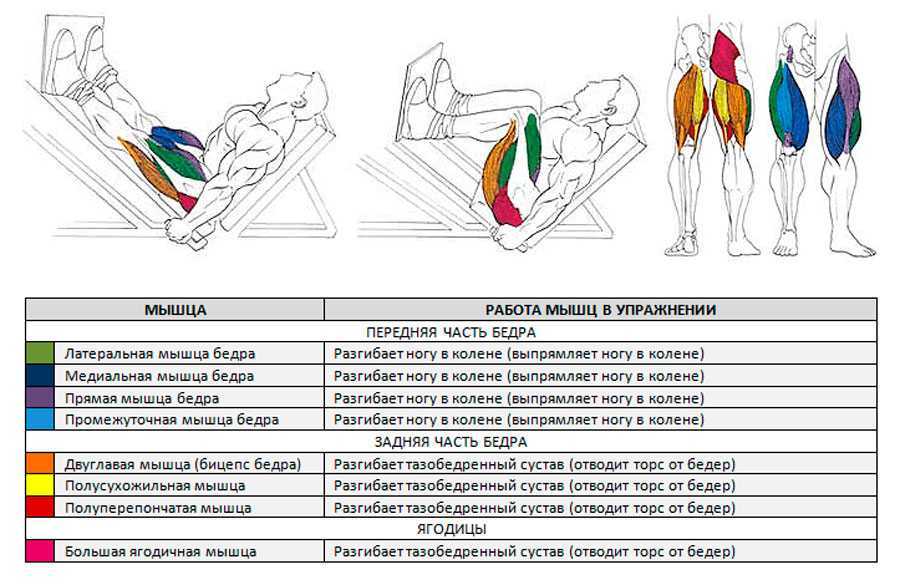 Все, что вам нужно знать об этом упражнении: жим ногами — 9 видов, разбор техники и эффективности