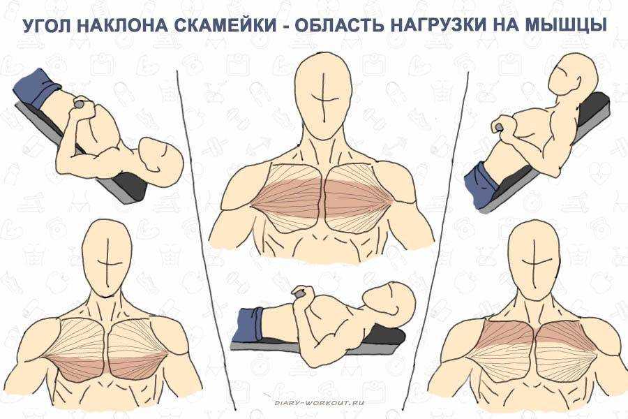 Воркаут программа тренировок для грудных мышц