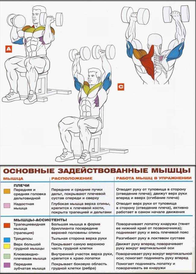 Жим арнольда, техника выполнения: качаем дельтовидные мышцы (видео) | rulebody.ru — правила тела