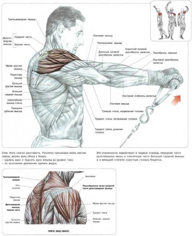 Жим по методике Джеймса Брэдфорда нагружает все три пучка дельтовидных мышц и способствует развитию мышц плечевого пояса Разбираем технику и важные нюансы