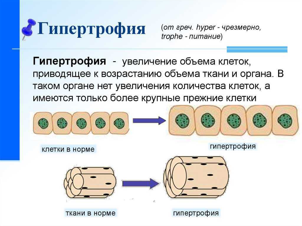 Механизмы миофибриллярной гипертрофии скелетных мышц человека
механизмы миофибриллярной гипертрофии скелетных мышц человека