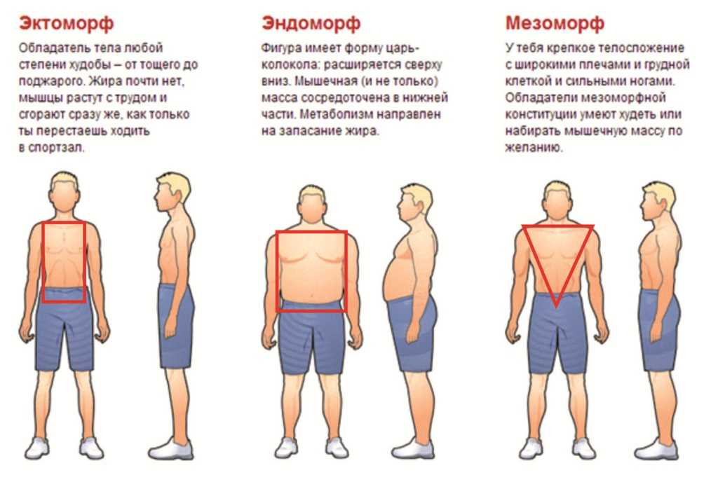 Набор мышечной массы для эктоморфа - питание и упражнения