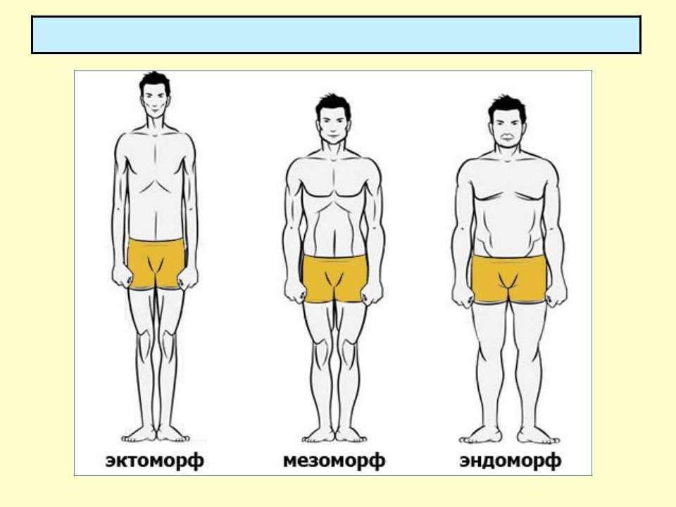 Характеристики соматотипов эктоморфа, мезоморфа и эндоморфа Особенности для мужчин и женщин Как определить свой тип сложения Питание и тренировки