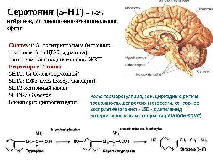 Подробный материал о гормоне - серотонин Функции, особенности, таблица продуктов, норма и способы повышения уровня серотонина в организме человека