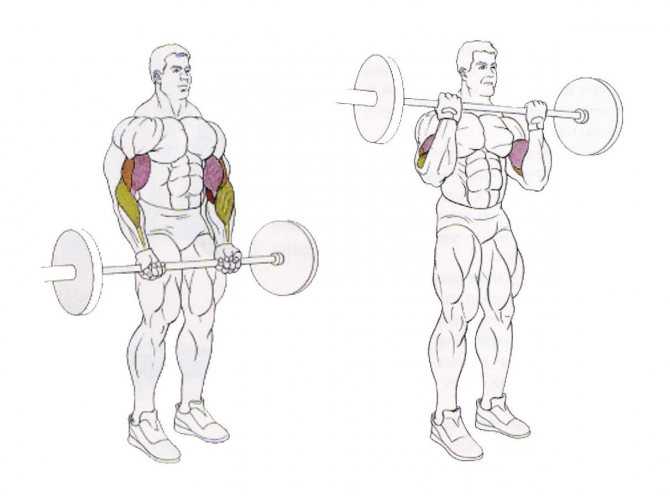 Тяга штанги в наклоне: техника выполнения узким и широким хватом, какие мышцы работают
