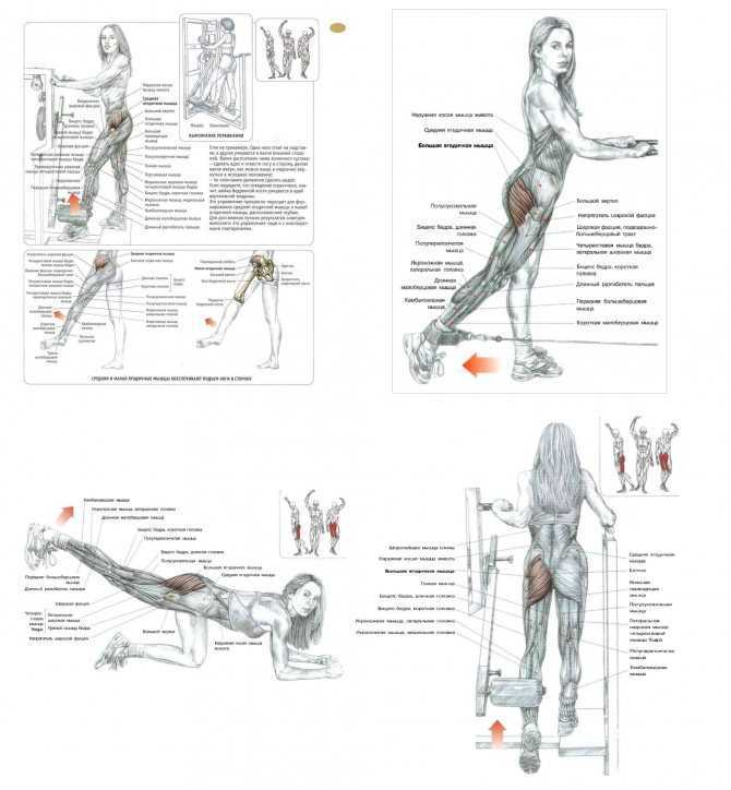 Большая ягодичная мышца – анатомия, функции, лучшие упражнения