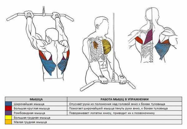 Как накачать большую круглую мышцу спины в зале и в домашних условиях | muscleprofit