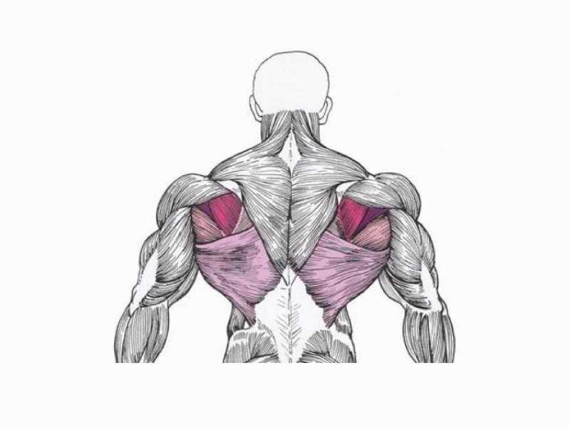 Мышцы крылья на спине: как накачать, какие упражнения нужны для мужчин в домашних условиях и спортивном зале
