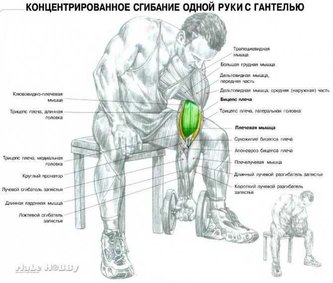 Армрестлинг тренировки: система упражнений для верха, рук, связок и кистей