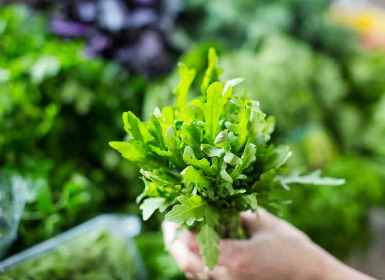 Салат руккола: польза и вред, противопоказания, калорийность, витамины