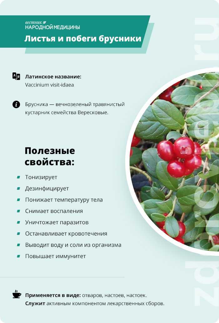 Брусника ягоды: полезные свойства и противопоказания, как употреблять в лечебных целях
