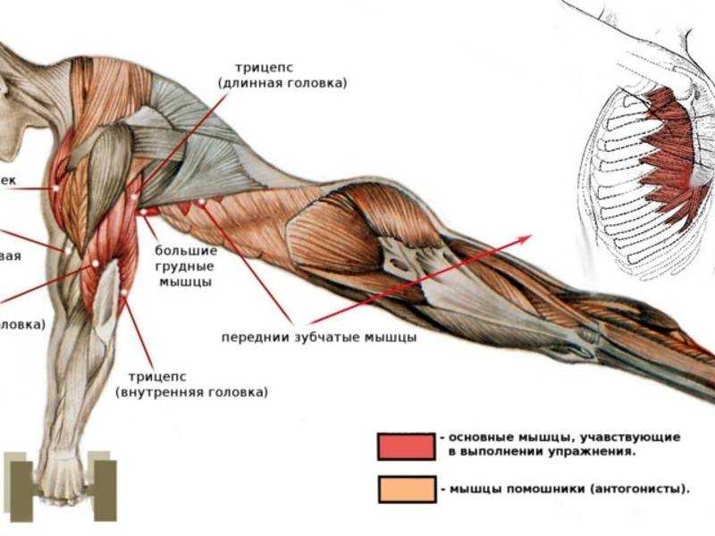 Изгиб плеча. Отжимания группы мышц. Какие мышцы задействованы при отжимании от пола. Мышцы работающие при отжимании от пола. Группы мышц задействованные при отжимании.