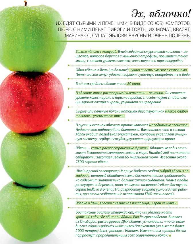 Польза и вред яблок для организма, как правильно употреблять, противопоказания