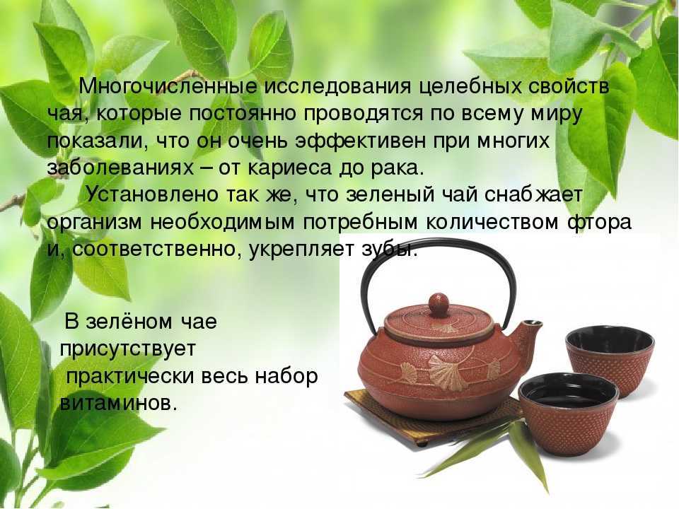 Полезные свойства и противопоказания иван-чая: применение для лечения, рецепты, как собирать и сушить, условия ферментации