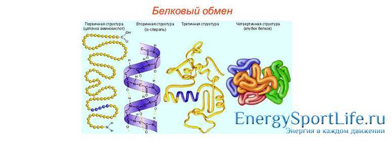 Лекция 10. обмен веществ и энергии