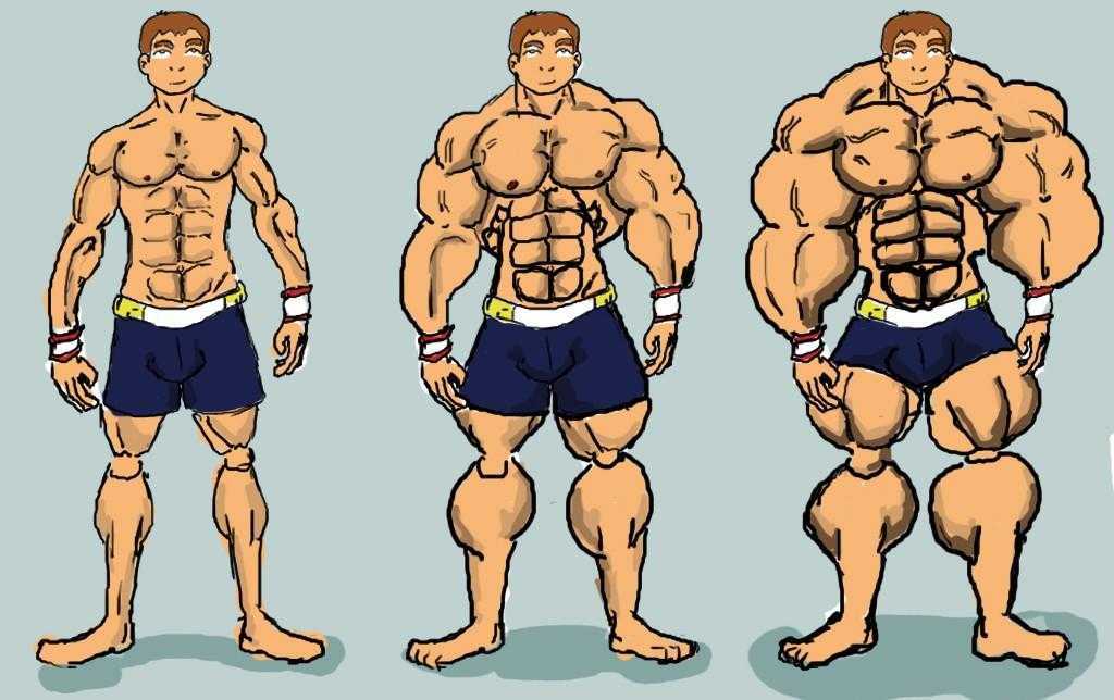 Как растут мышцы после тренировки?