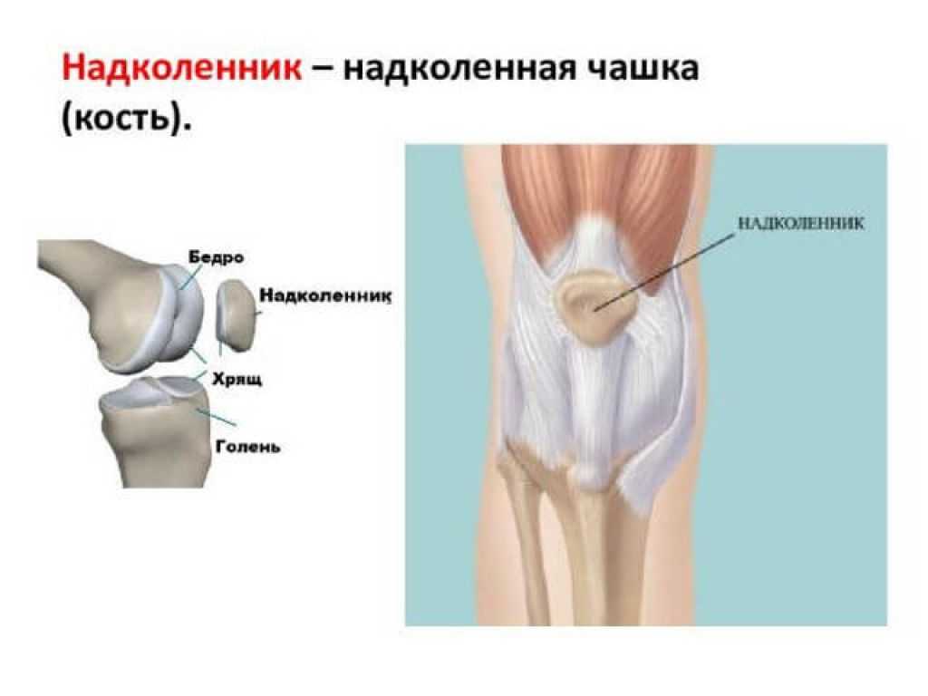 Строение колена. коленный сустав лечение, лечение травмы колена