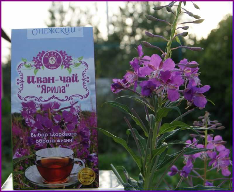 Иван чай трава: польза, народная медицина, рецепты