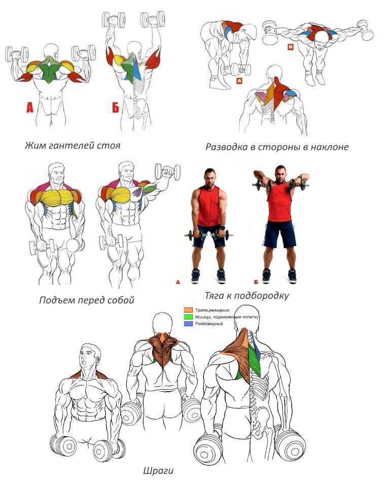 Какие мышцы можно тренировать в один день. какие мышцы надо вместе качать | здоровье человека