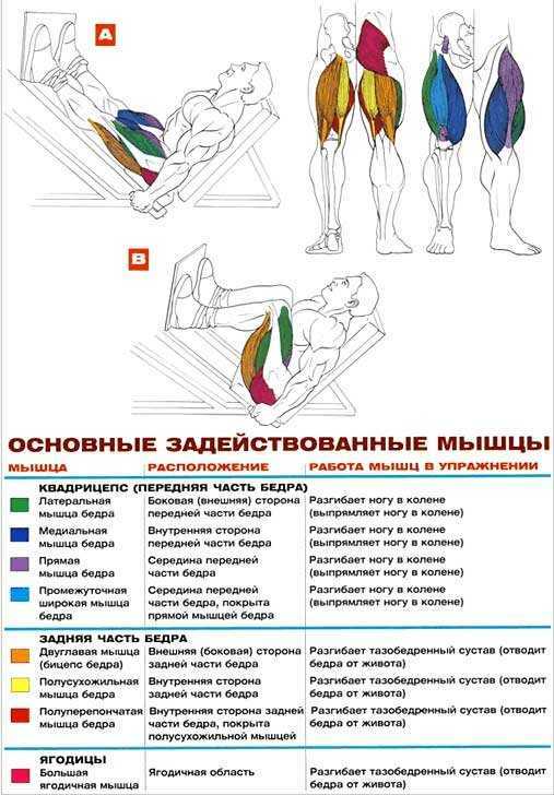 Все, что вам нужно знать об этом упражнении: жим ногами — 9 видов, разбор техники и эффективности