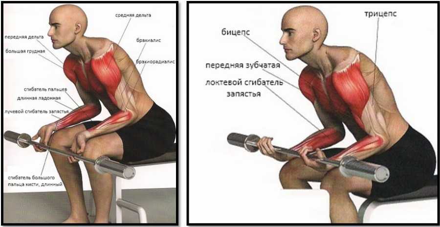 Упражнения на мышцы кистей рук с собственным весом