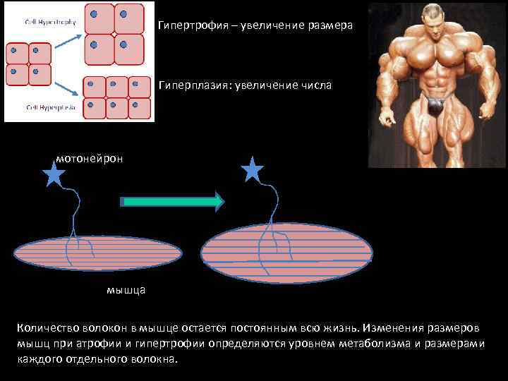 Гипертрофия, гиперплазия и капилляризация мышечных волокон
гипертрофия, гиперплазия и капилляризация мышечных волокон