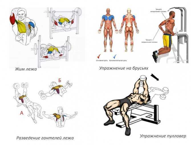 Как накачать грудные мышцы в тренажерном зале?