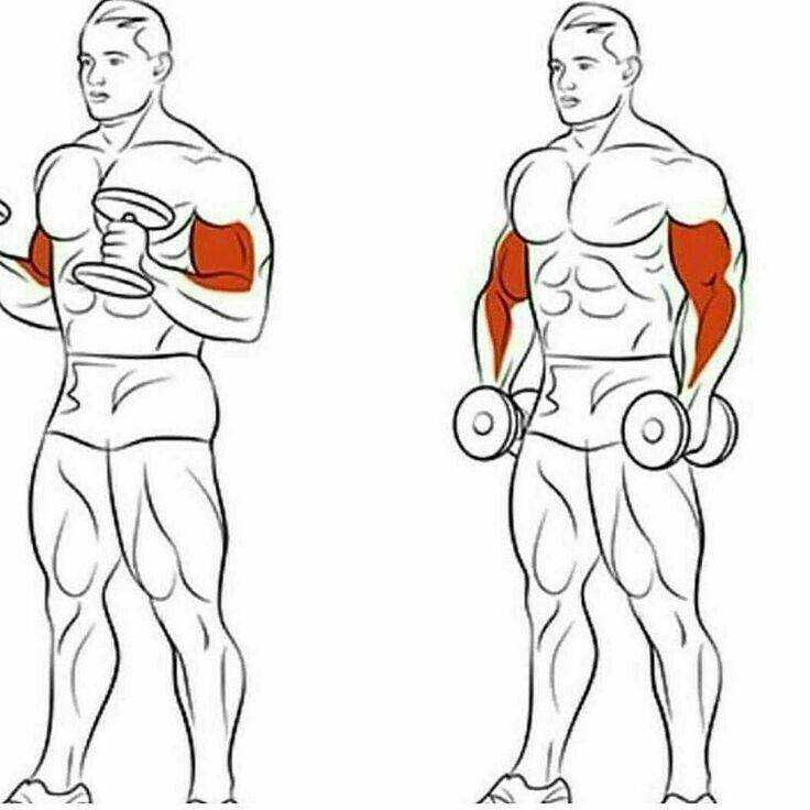 Из этой статьи вы узнаете, как накачать внушительные бицепсы и увеличить их силу Анатомические особенности тренировки рук, рабочие упражнения и отличная тренировка на пик бицепса