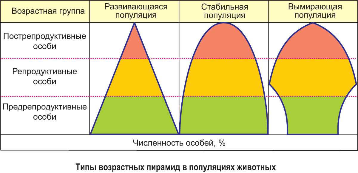 Предположи в какой стране возрастная структура очень схожа с той что представлена на рисунке