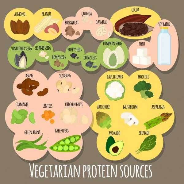 26 лучших вегетарианских продуктов источников растительного белка