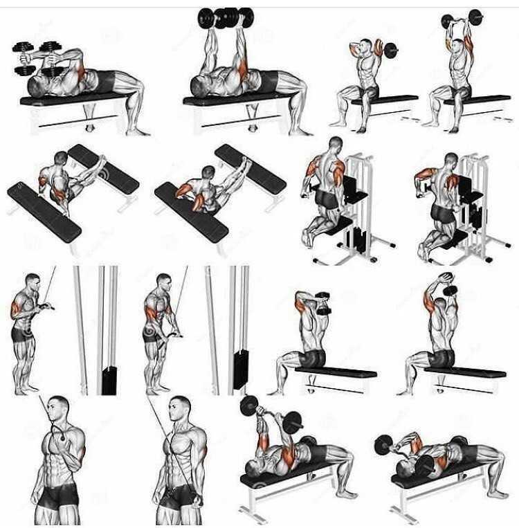 Какие базовые упражнения на трицепс максимально помогут развить эту мышцу Подборка из 5 самых эффективных упражнений для дома и тренажерного зала