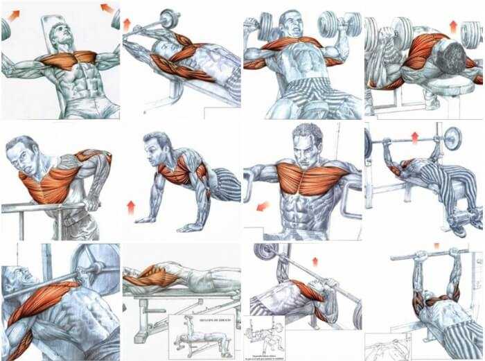 Упражнения, позволяющие накачать грудные мышцы гантелями в домашних условиях Выбираем гантели и наклонную скамью, изучаем технику, избегаем частых ошибок