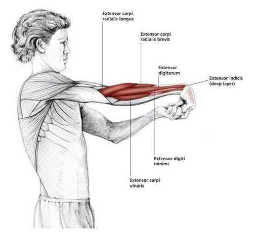 Лучшие комплексы упражнений для растяжки плечевого пояса