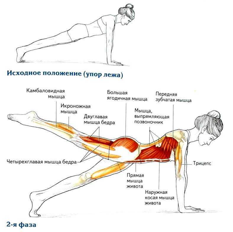 Подтягивание бедра. Planka spini планка для спины. Планка анатомия упражнения. Планка упражнение для ягодичной мышцы. Мышцы задействованные при планке.