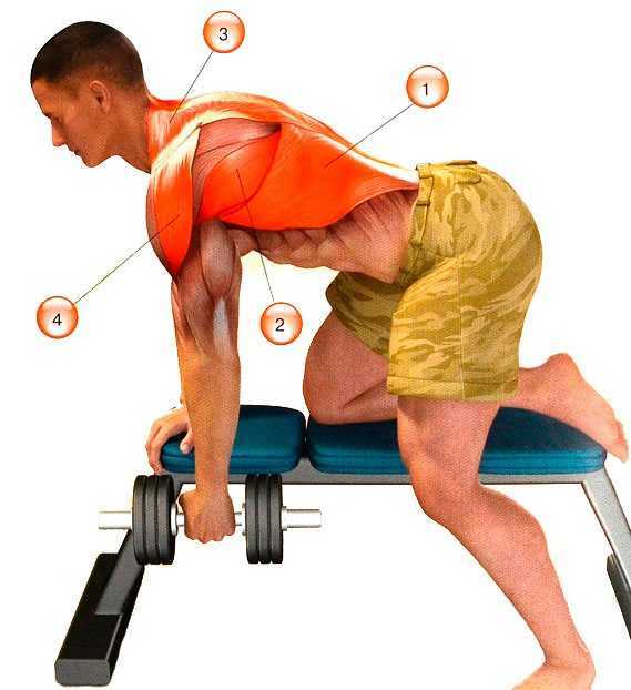 Bent over Dumbbell Row