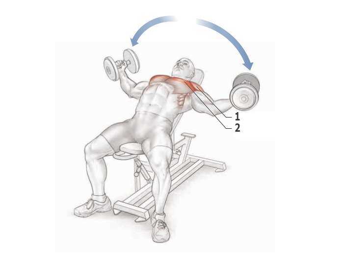 Упражнения на грудь с гантелями - лучшие варианты для грудных мышцменс физик