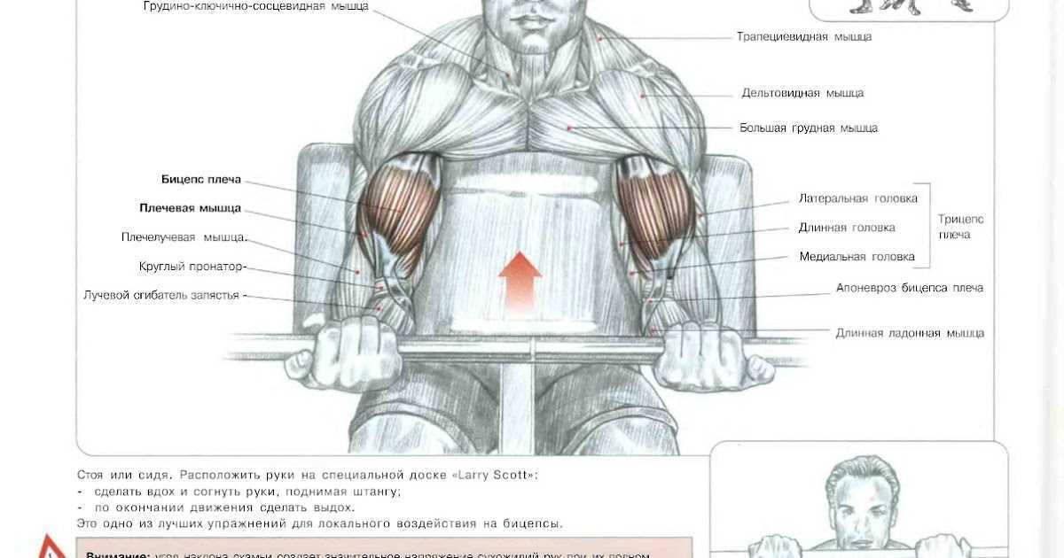 Взятие штанги на грудь в сед: техника выполнения