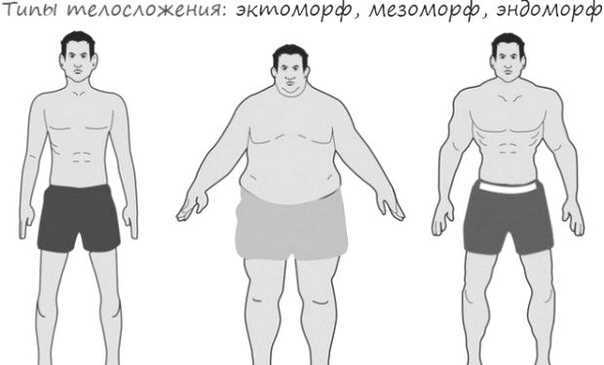 Тренировки и питание по типу телосложения — эктоморф, мезоморф, эндоморф