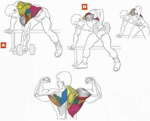 Пять лучших упражнений для широчайших мышц