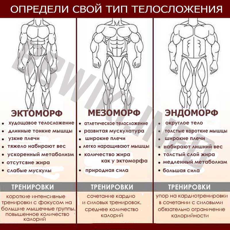 Программы тренировок для эндоморфа на похудение, рельеф и массу | rulebody.ru — правила тела